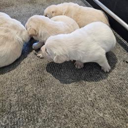 2nd pick yellow female - Yellow female Labrador Retriever puppy in Lititz, Pennsylvania from R&M Labrador Retriever Puppies