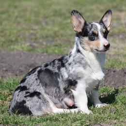 Stevie - American Corgi