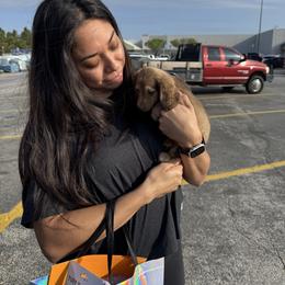 Lucy AKC (parents embark tested) - Cream female Dachshund puppy in Magnolia, Texas from J&R Macias Dachshunds