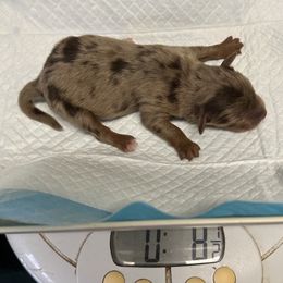 Boy 1 - Red merle Miniature Australian Shepherd puppy in Buchanan, Georgia from Stanleyville Farm Mini Aussies