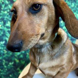 Cinnamon - Red female Dachshund puppy in Sacramento, California from MiniDoxPups