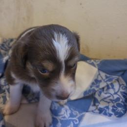 Penny - Red tri female Miniature Australian Shepherd puppy in Florida from Silver Palms Ranch