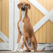 Azawakhs, Collies, and Standard Schnauzers from Kokomo Kennels