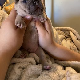Boy 3 - Blue fawn French Bulldog puppy in Roanoke Rapids, North Carolina from Ferrell’s Frenchies