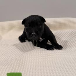 Green - Black sable male Belgian Malinois puppy in Muskegon, Michigan from Red Acres Working Line K9s