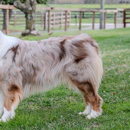 Peach - Australian Shepherd