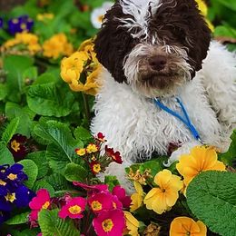 Lagotto Romagnolo Puppies from Tenajeff Lagottos