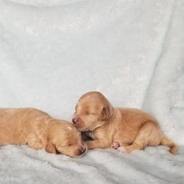 Goldendoodle Puppies from Masondixondoodles