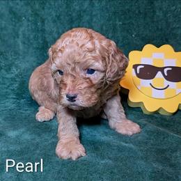 Pearl - Buff and white female Cockapoo puppy in Sunset, Louisiana from Cano Cockapoos