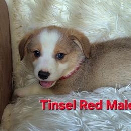 Red Male - Red male Pembroke Welsh Corgi puppy in Wayne City, Illinois from Lash Livestock & Corgis