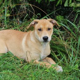 Carolina Dog Puppies from Williams Sweet Carolina