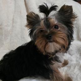 Tucker - Black and tan male Yorkshire Terrier puppy in Salem, Missouri from Tiny Tot Yorkies