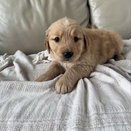 Whickem - Light golden male Golden Retriever puppy in Mount Pleasant, Utah from Juniper Mountain Goldens
