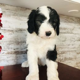 Pyredoodle and Sheepadoodle Puppies from Davis Family Doodles