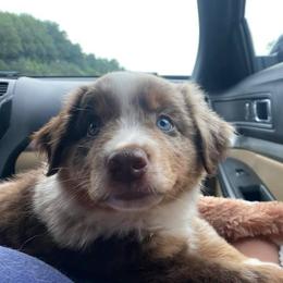 Miniature Australian Shepherd and Toy Australian Shepherd Puppies from Bar IV Aussies