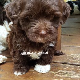 Girl1 - Chocolate Havanese puppy in Batesville, Arkansas from Hillbilly Havanese