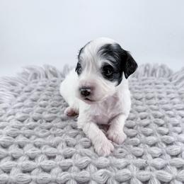 Denim - Parti female Goldendoodle puppy in Jamestown, Kentucky from Milk & Honey Doodles