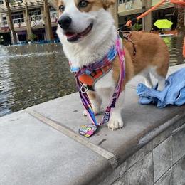 American Corgi, Cardigan Welsh Corgi, and Pembroke Welsh Corgi Puppies from Enok Corgis