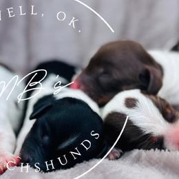 Dachshunds from MB’s Dachshunds