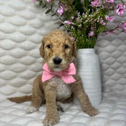 Rosie - Apricot female Goldendoodle puppy in Waterloo, Illinois from Ashly Miller