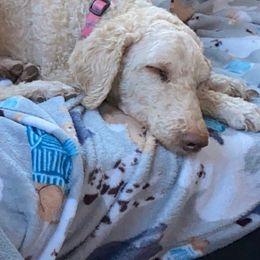 Labradoodles and Labrador Retrievers from WolfSong Kennels