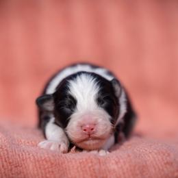 Kismet - Black tri-color male Australian Shepherd puppy in Weatherford, Texas from Ridgestar Aussies