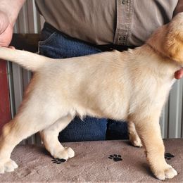 Labrador Retriever Puppies from True Labradors