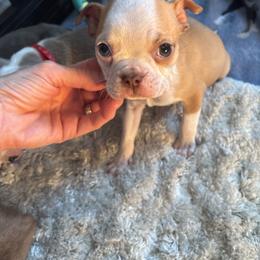 Fawn Male, black collar - Black and white male Boston Terrier puppy in Mc Donough, Georgia from Ballard Boston Terriers