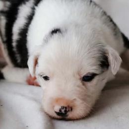 Wolfsbane - Blue merle male Border Collie puppy in Opelousas, Louisiana from Zahara Border Collies
