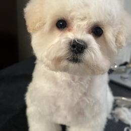 Bichon Frise Puppies from Johnson's Pups