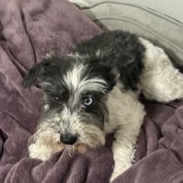 Gator - Miniature Schnauzer