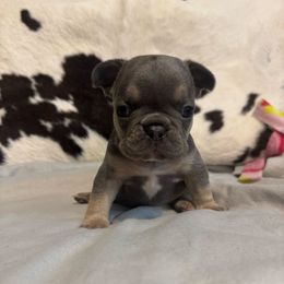 Patch - Blue male French Bulldog puppy in Gerber, California from In The Zone Dog Training and Breeding