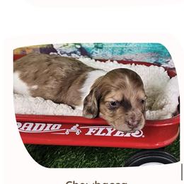 Dachshund puppies from DrakeFire Dachshunds