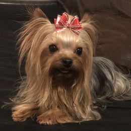Harley  - Yorkshire Terrier