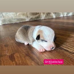 Girl 3 - Sable female Pembroke Welsh Corgi puppy in Greenwood, South Carolina from JOY Farms