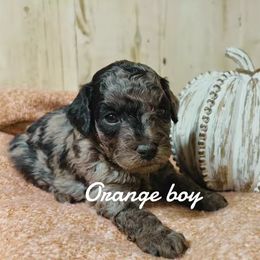 Orange boy - Merle male Bernedoodle puppy in Mesa, Colorado from Bailey Doodles