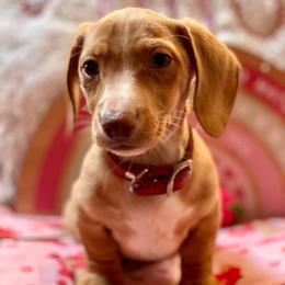 Dachshund and Miniature Schnauzer Puppies from The Bossy Doxie Farm