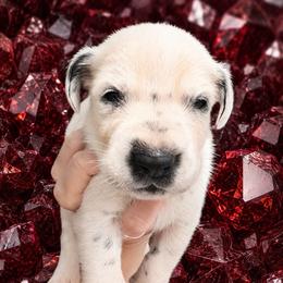 Garnet - White and black male Dalmatian puppy in Bremen, Georgia from Clark’s Dalmatians