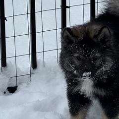 Finnish Lapphunds and German Pinschers from ThunderPaws