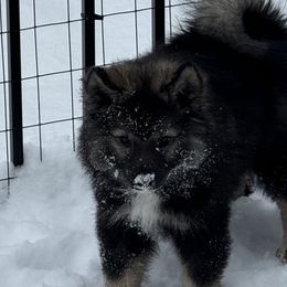 Finnish Lapphunds and German Pinschers from ThunderPaws