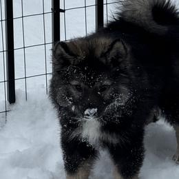 Finnish Lapphunds and German Pinschers from ThunderPaws