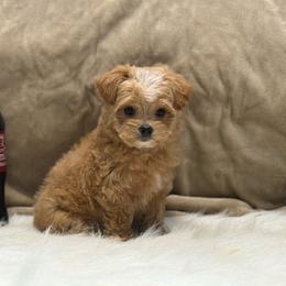 Savannah - Apricot female Yorkipoo puppy in Oakland, Kentucky from Imperial Dogs