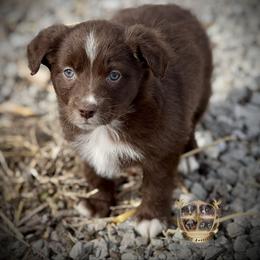 Florida - female Miniature Australian Shepherd puppy in El Dorado Springs, Missouri from HP Aussie Kennels