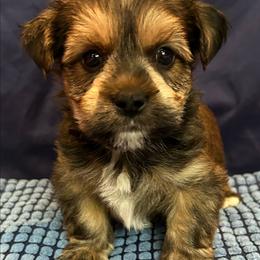 Zeppelin - Gold male Morkie puppy in Dighton, Massachusetts from Massachusetts Morkies