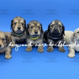 Dachshund Puppies from Dogwood Acre Dachshunds