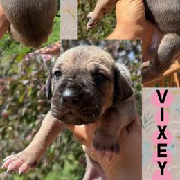 Vixey - Fawn female Great Dane puppy in Wellsville, New York from Prophecy Danes