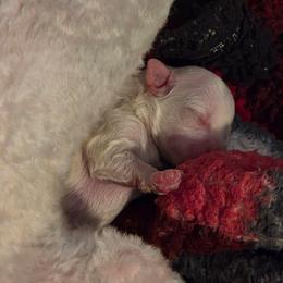 Girl - White female Bichon Frise puppy in Eaton Rapids, Michigan from JMs Bichons