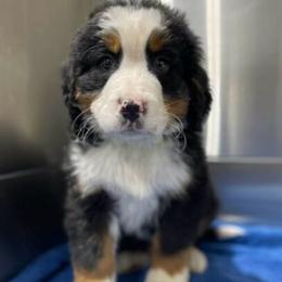 Rhett - Black rust and white male Bernese Mountain Dog puppy in Flat Rock, Illinois from Corner Stone Bernese Mountain Dogs