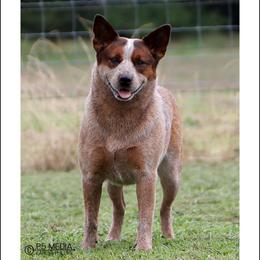 Etta - Australian Cattle Dog