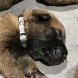Belgian Malinois and German Shepherd Puppies from Madhouse’s Belgian Malinois and German Shepherds